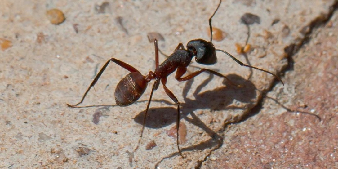 prevenir hormigas malaga