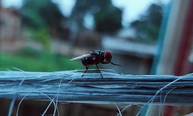 prevenir moscas malaga
