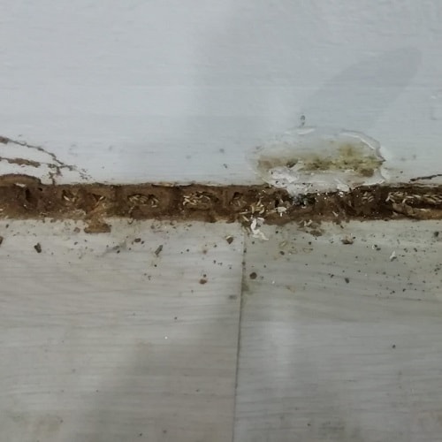 fumigación de termitas en malaga